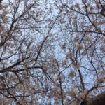 さくら