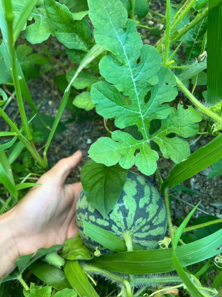 庭で育てたスイカ