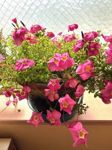 ピンクの小さなお花がたくさん咲いています