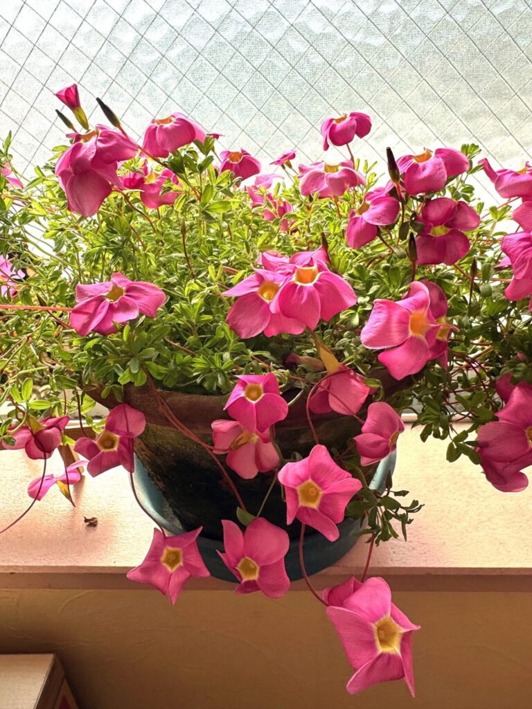 ピンクの小さなお花がたくさん咲いています