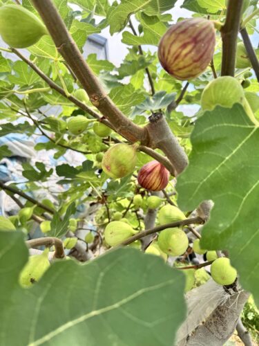 夏季休業のおしらせ