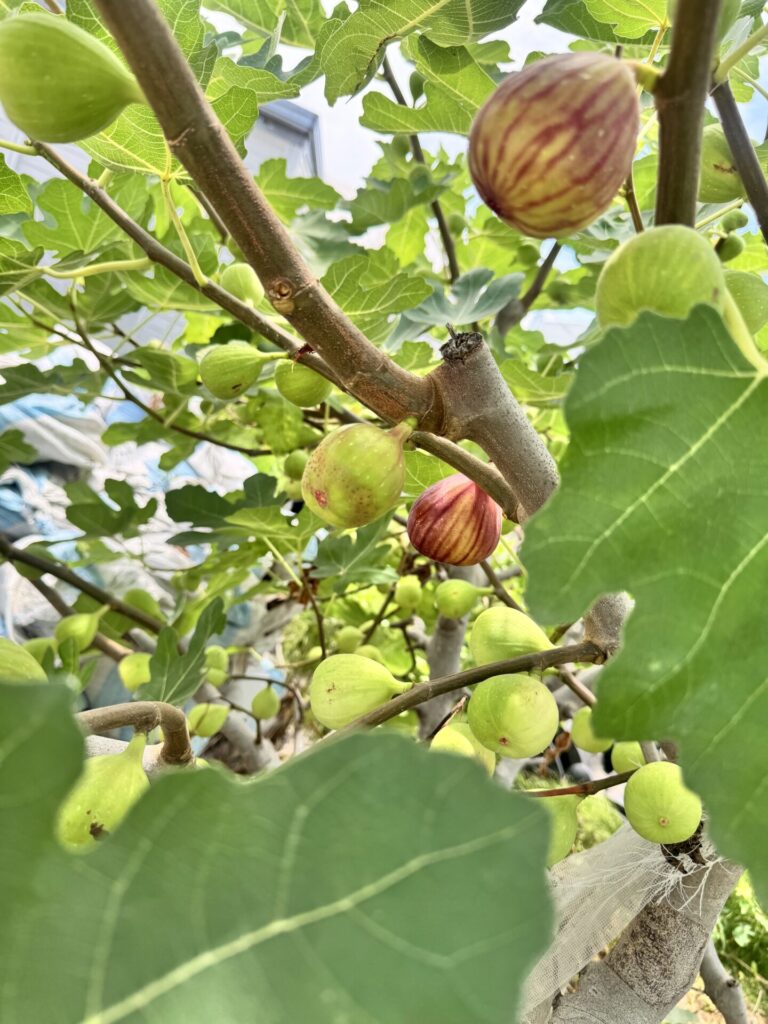 会社のいちじく2